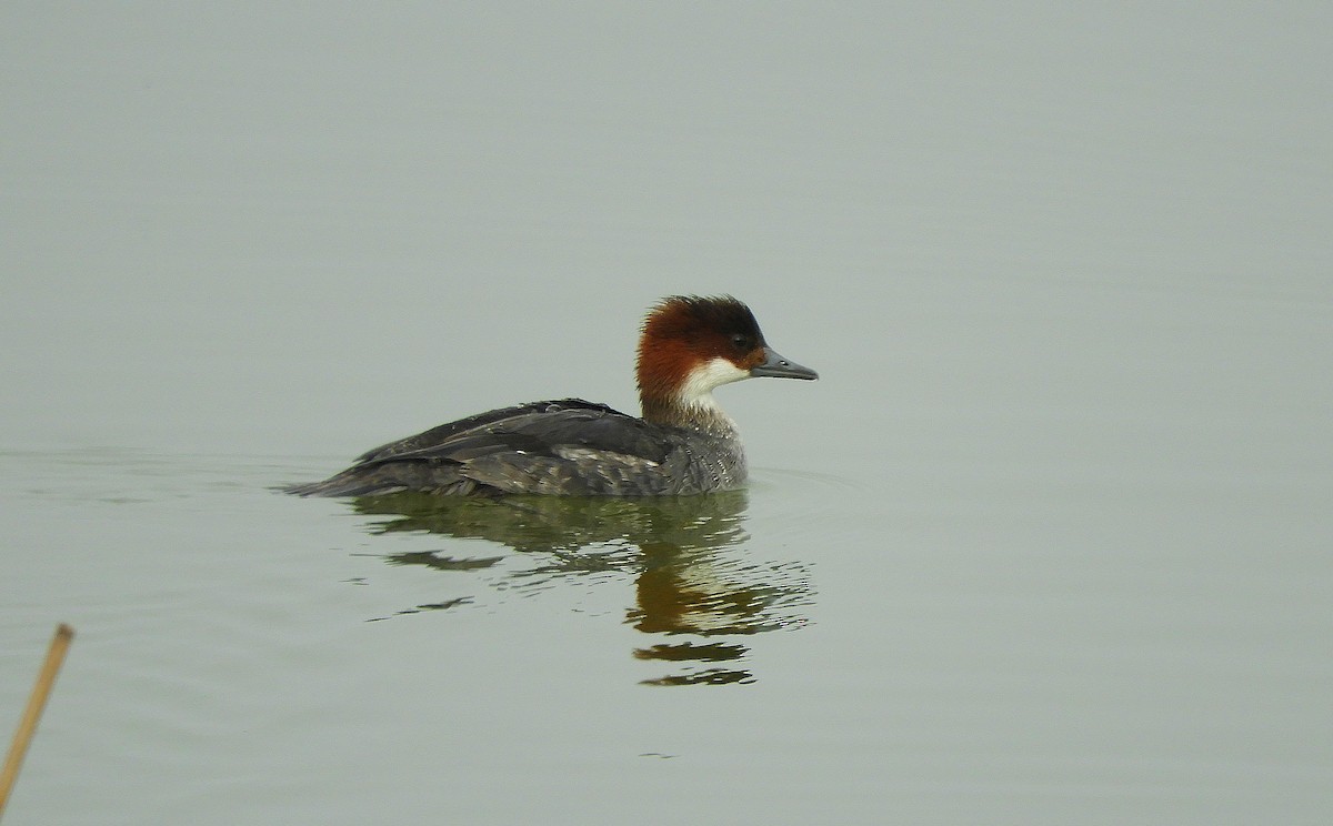 Smew - ML135259651