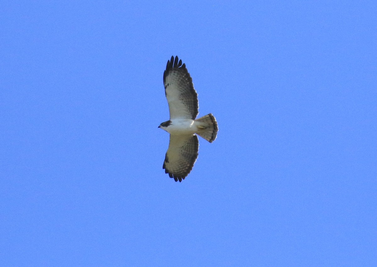 Short-tailed Hawk - ML135259661