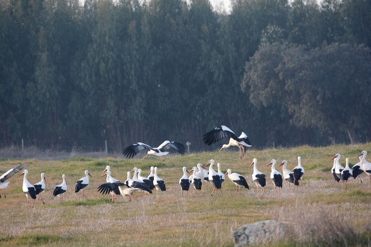 Cigogne blanche - ML135261351