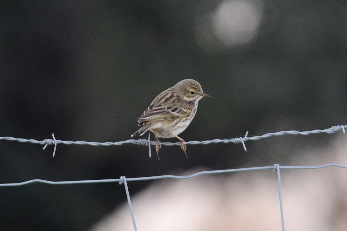 Pipit farlouse - ML135261611