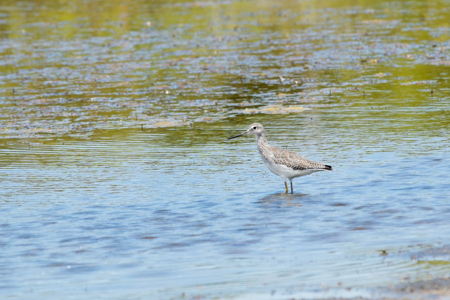 Greater Yellowlegs - ML135267201