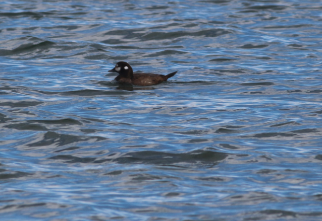 Harlequin Duck - ML135267851