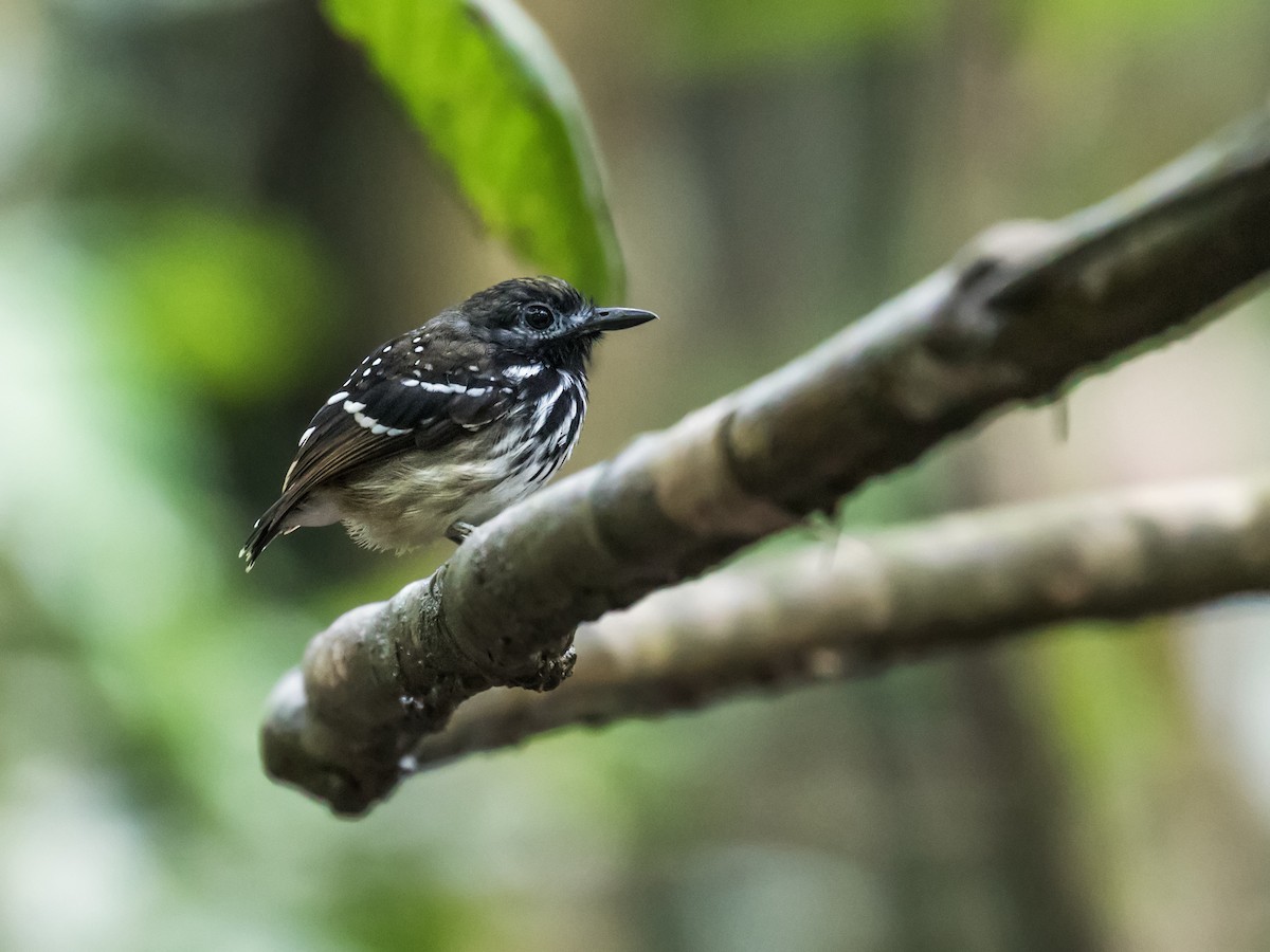 Dot-backed Antbird - ML135267901