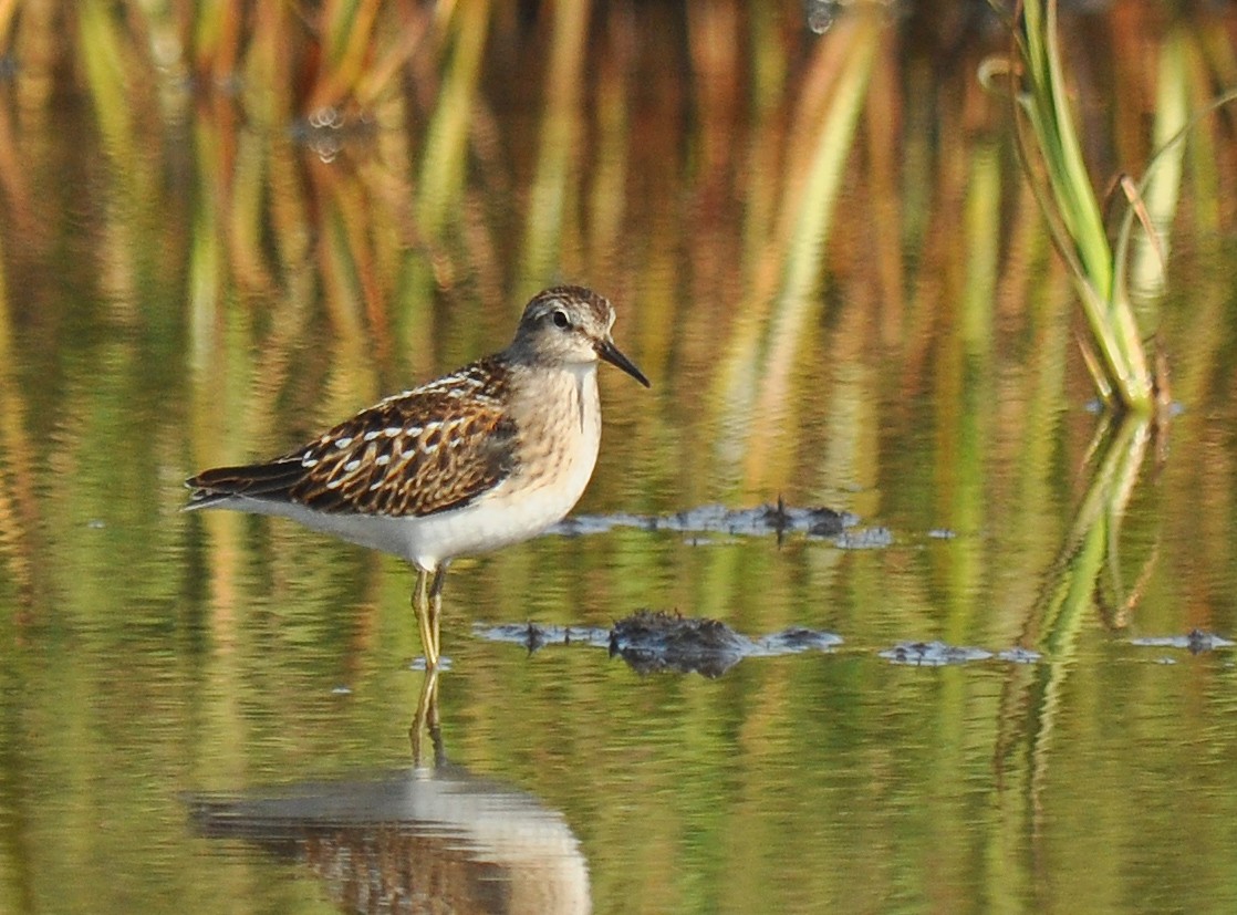 Least Sandpiper - Ryan O'Donnell