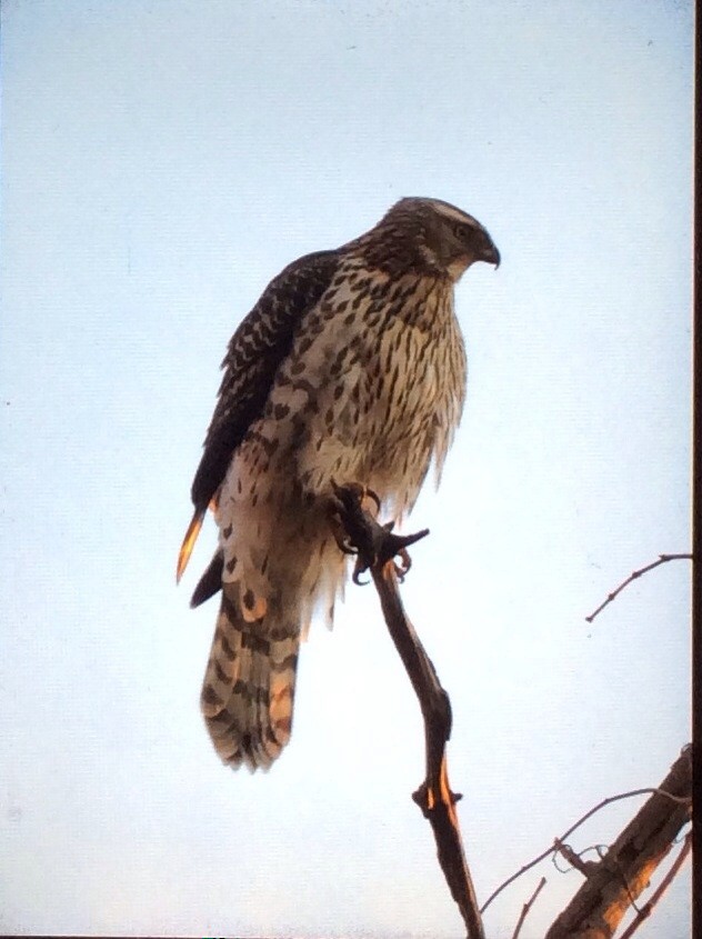 American Goshawk - ML135268051