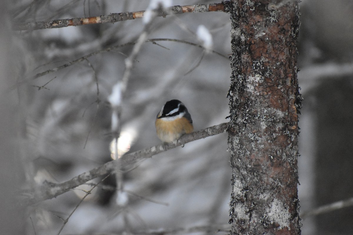 Red-breasted Nuthatch - ML135268951