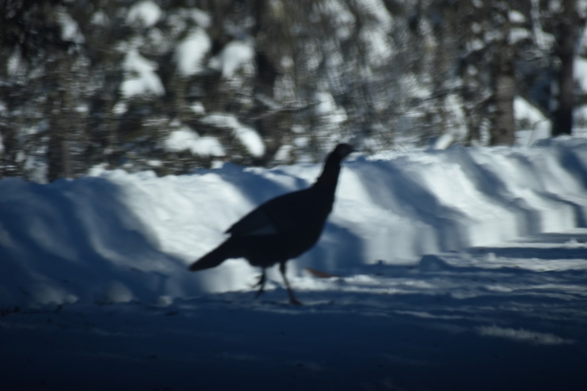 Wild Turkey - ML135269551