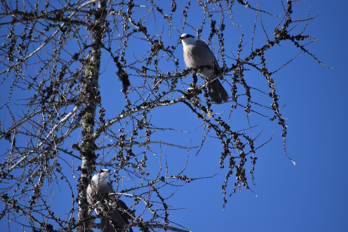 Canada Jay - ML135270081