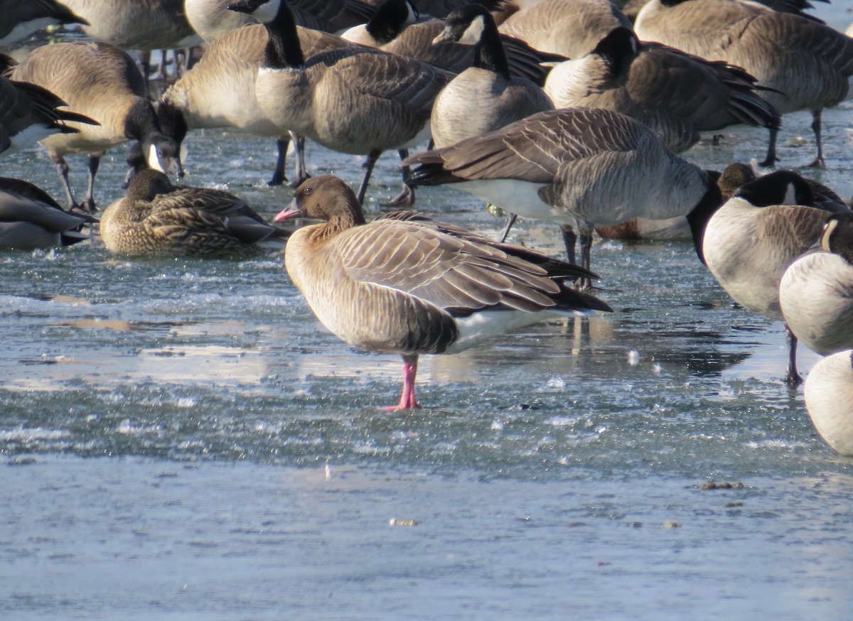 Pink-footed Goose - Matt Hofeditz