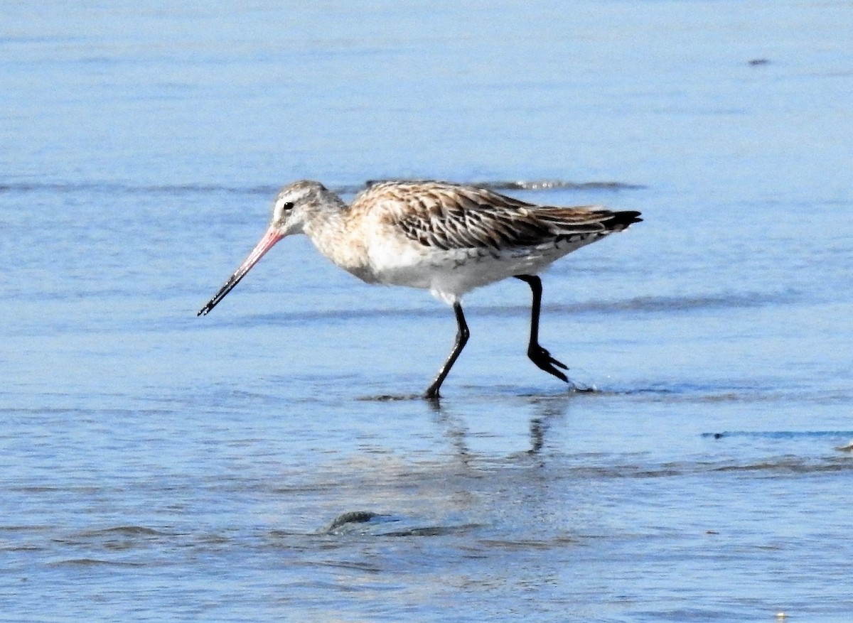 Bar-tailed Godwit - Sharon Lu