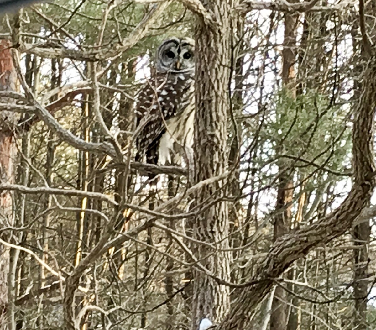 Barred Owl - ML135275241