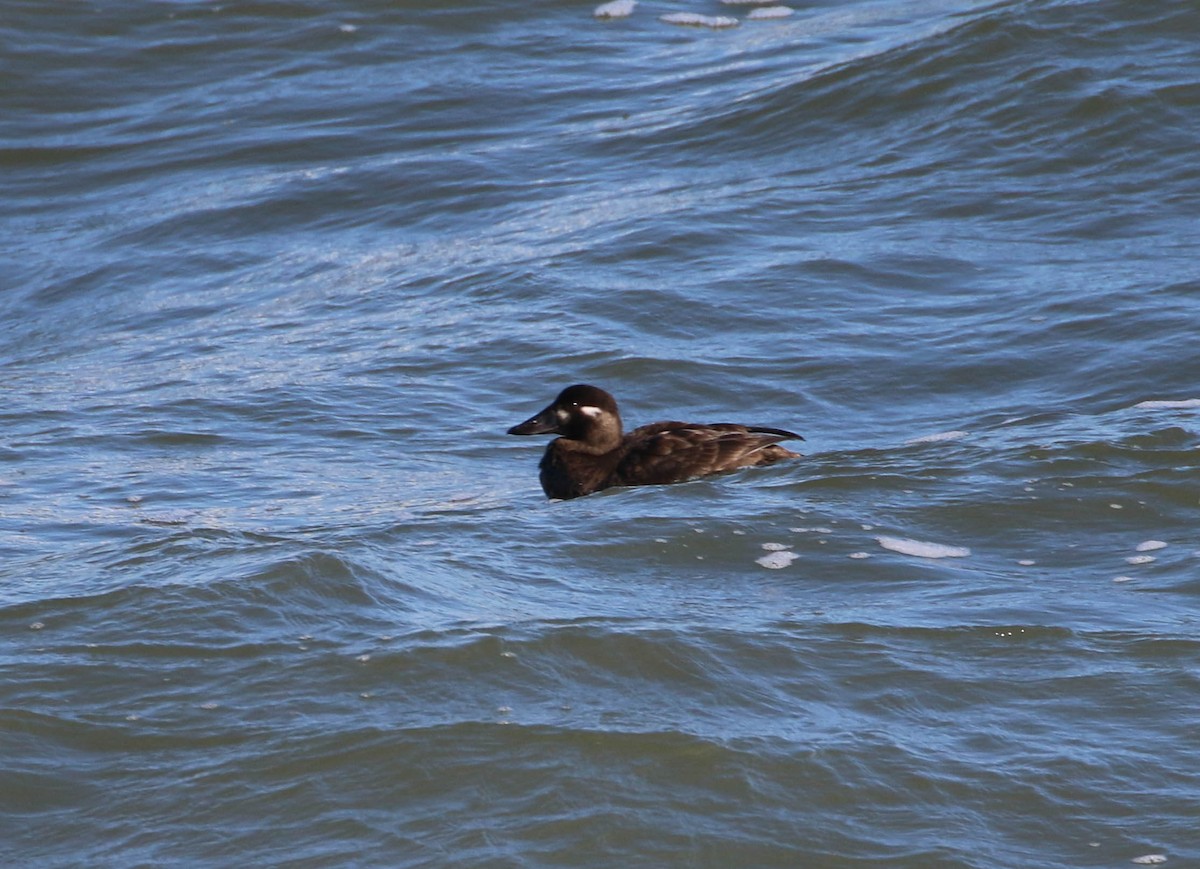 Surf Scoter - ML135275901