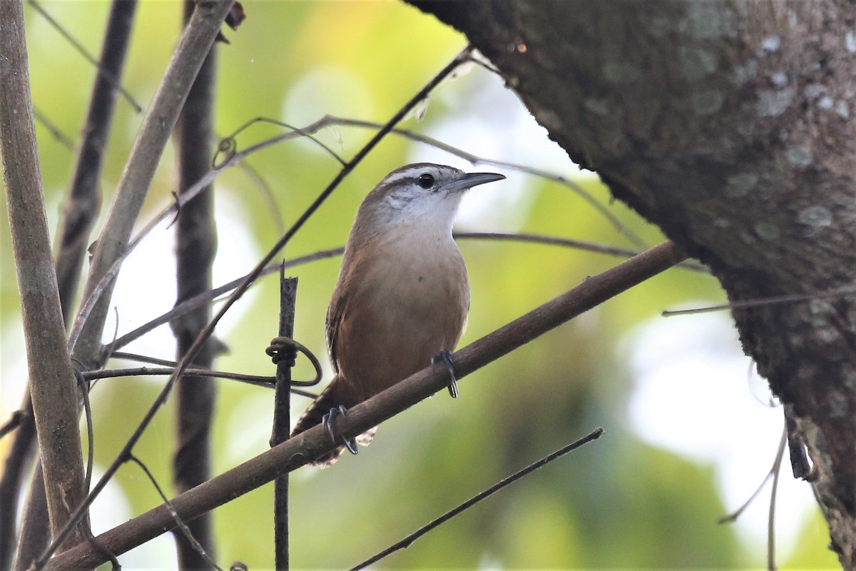 Buff-breasted Wren - ML135279411