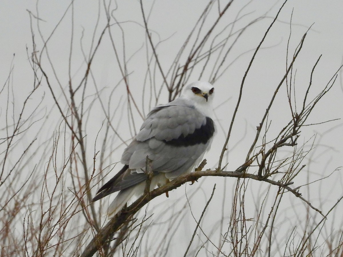 White-tailed Kite - ML135279741