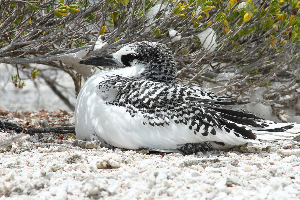 Red-tailed Tropicbird - ML135280051