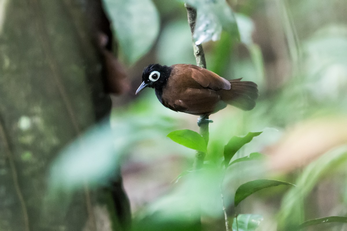 Bare-eyed Antbird - Nick Athanas