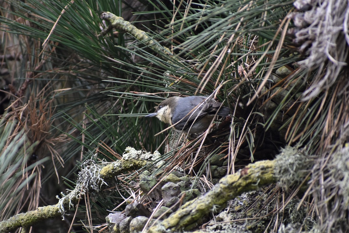 Pygmy Nuthatch - ML135281321