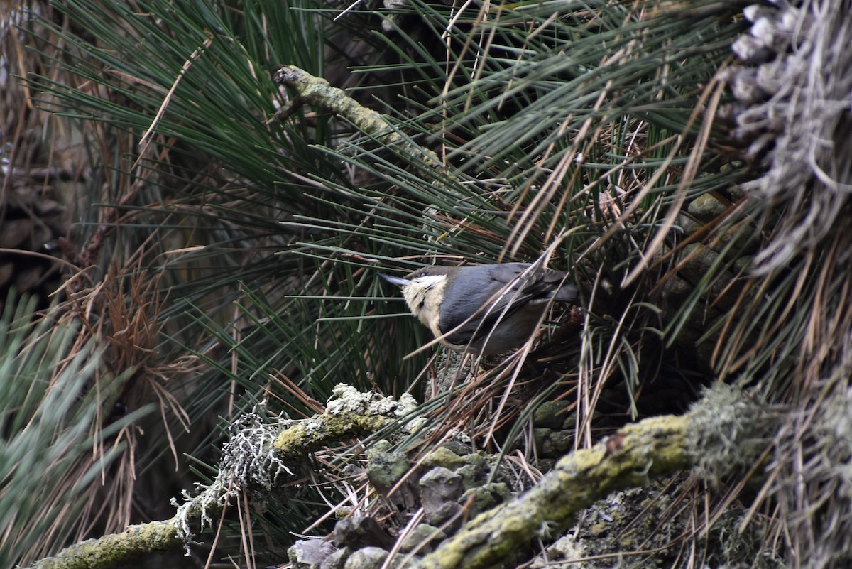 Pygmy Nuthatch - ML135281341