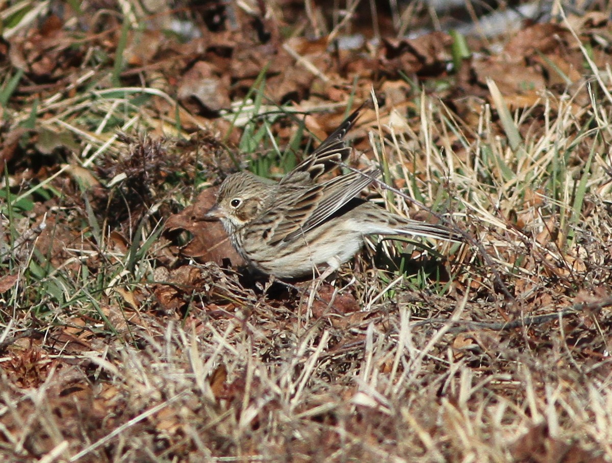 Vesper Sparrow - ML135284101