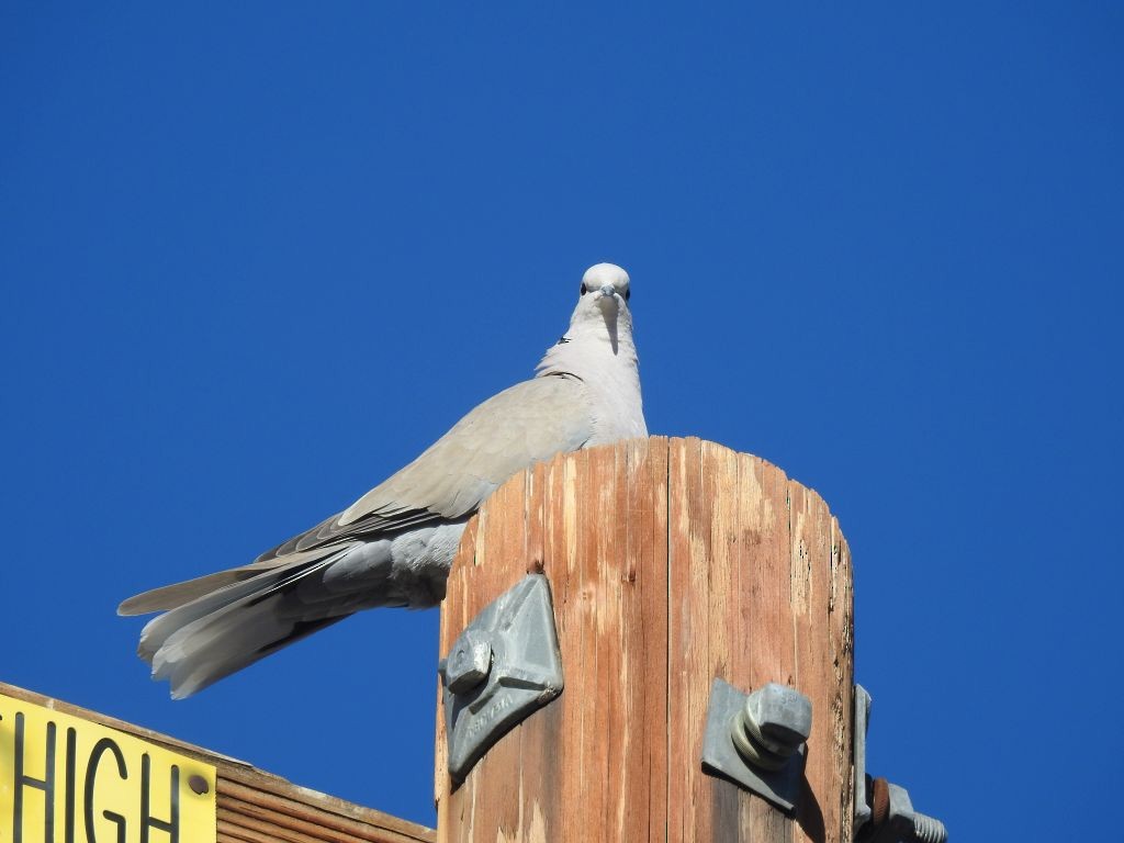 Eurasian Collared-Dove - Kim Nelson