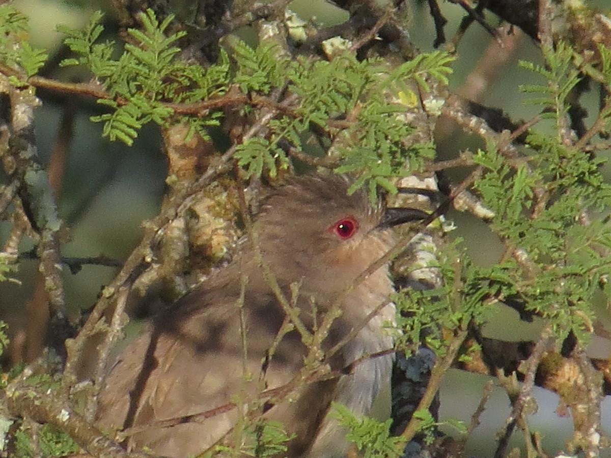 Ash-colored Cuckoo - ML135287991