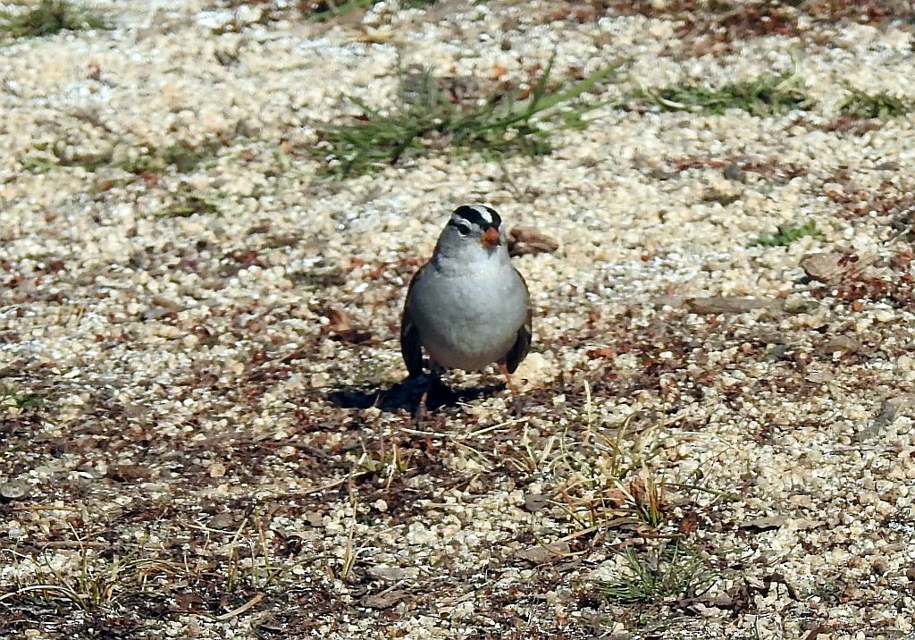White-crowned Sparrow - ML135289231