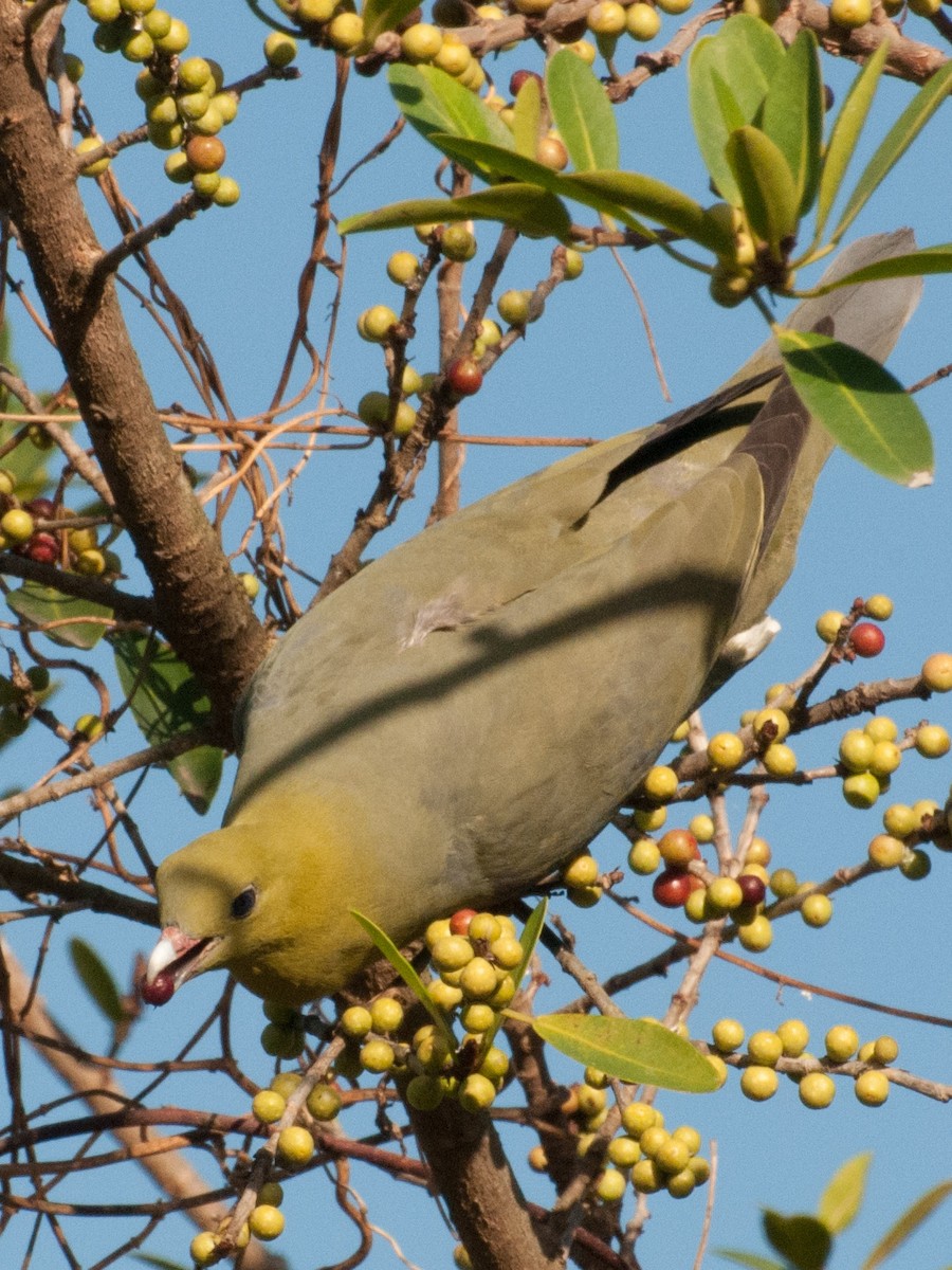 Madagascar Green-Pigeon - ML135290081