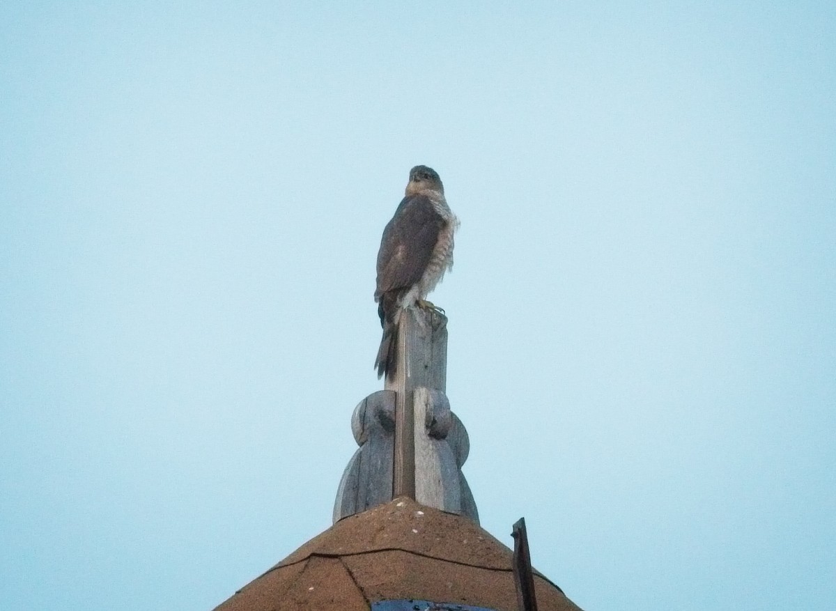 Cooper's Hawk - ML135290621