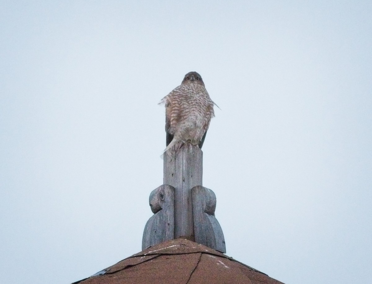 Cooper's Hawk - ML135290631