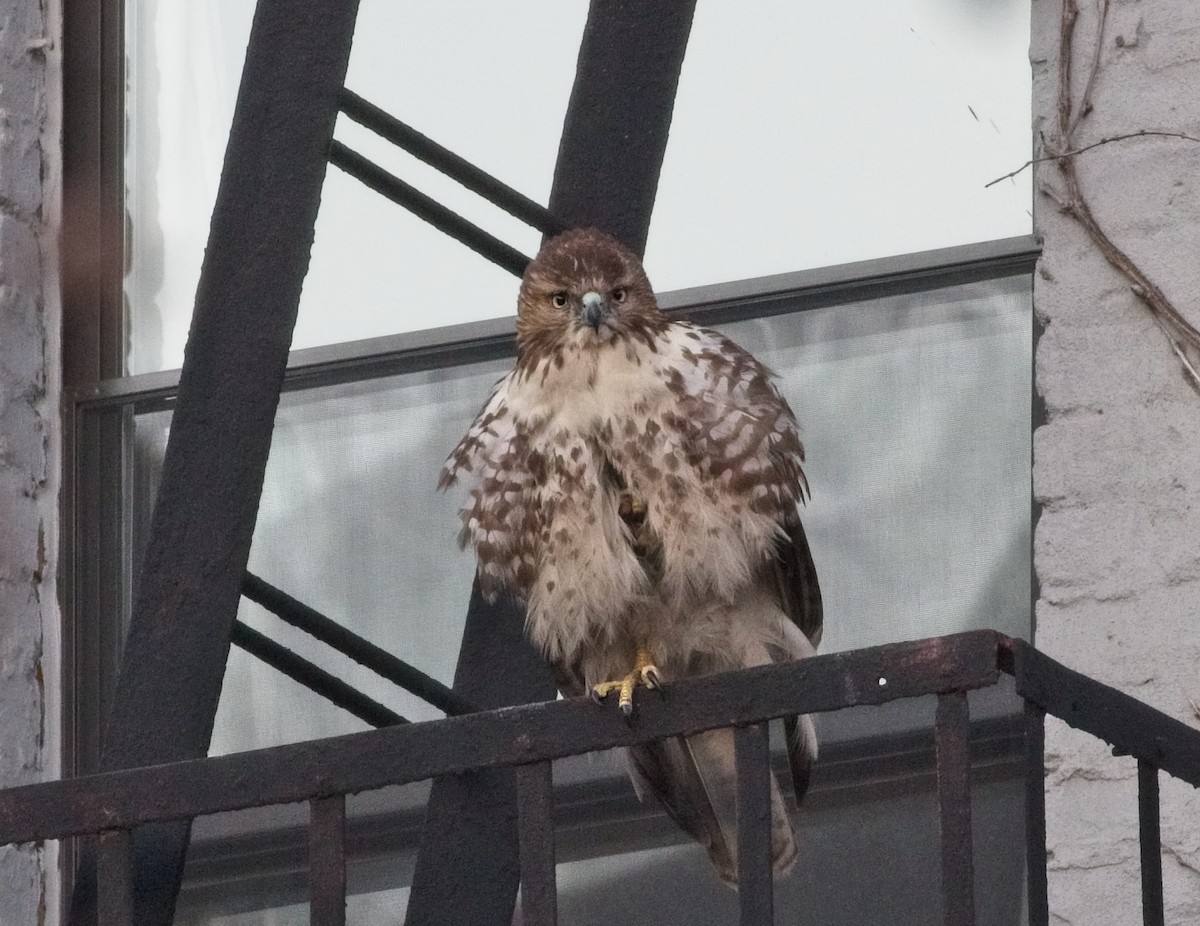Red-tailed Hawk - ML135290911
