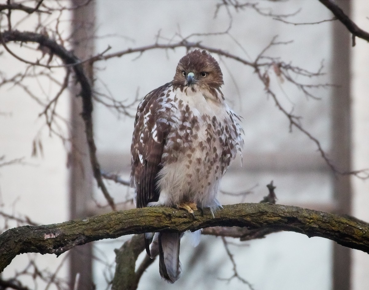 Red-tailed Hawk - ML135290921