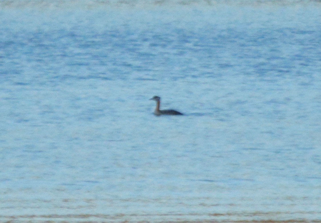 Red-necked Grebe - Keith Gregoire