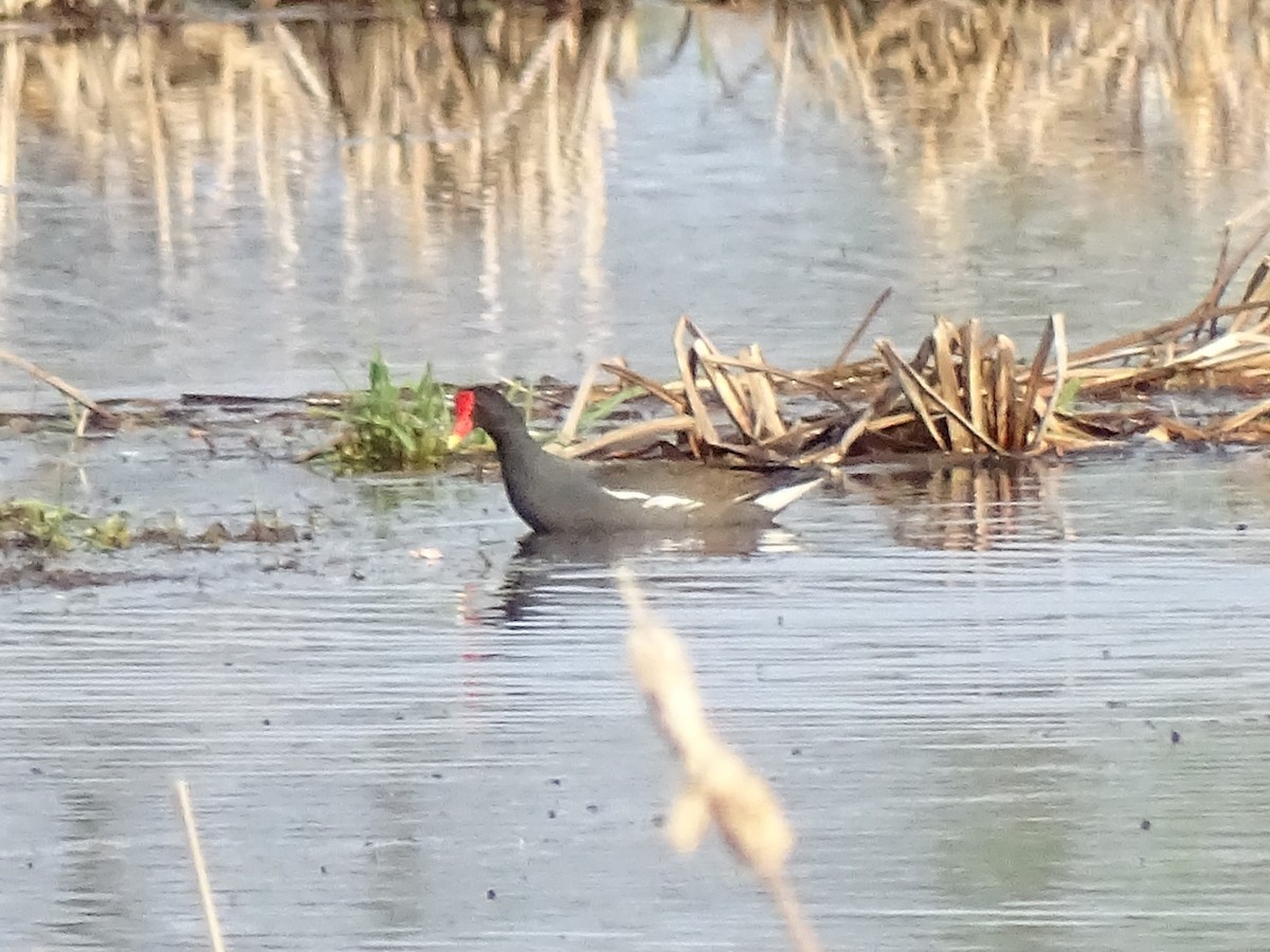 Gallinule d'Amérique - ML135293231