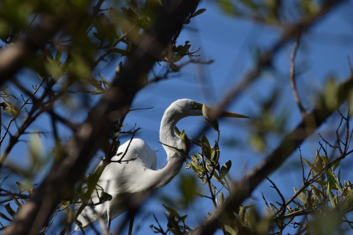 Great Egret - ML135293541