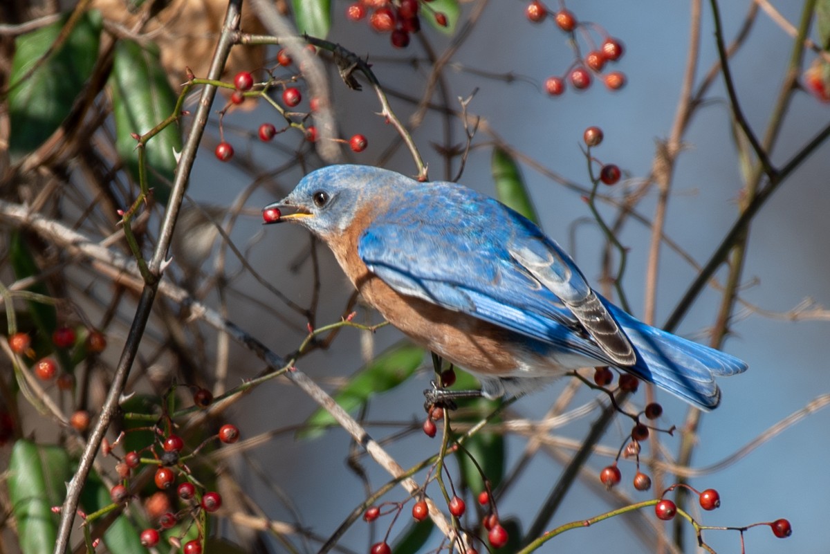 Eastern Bluebird - ML135293951