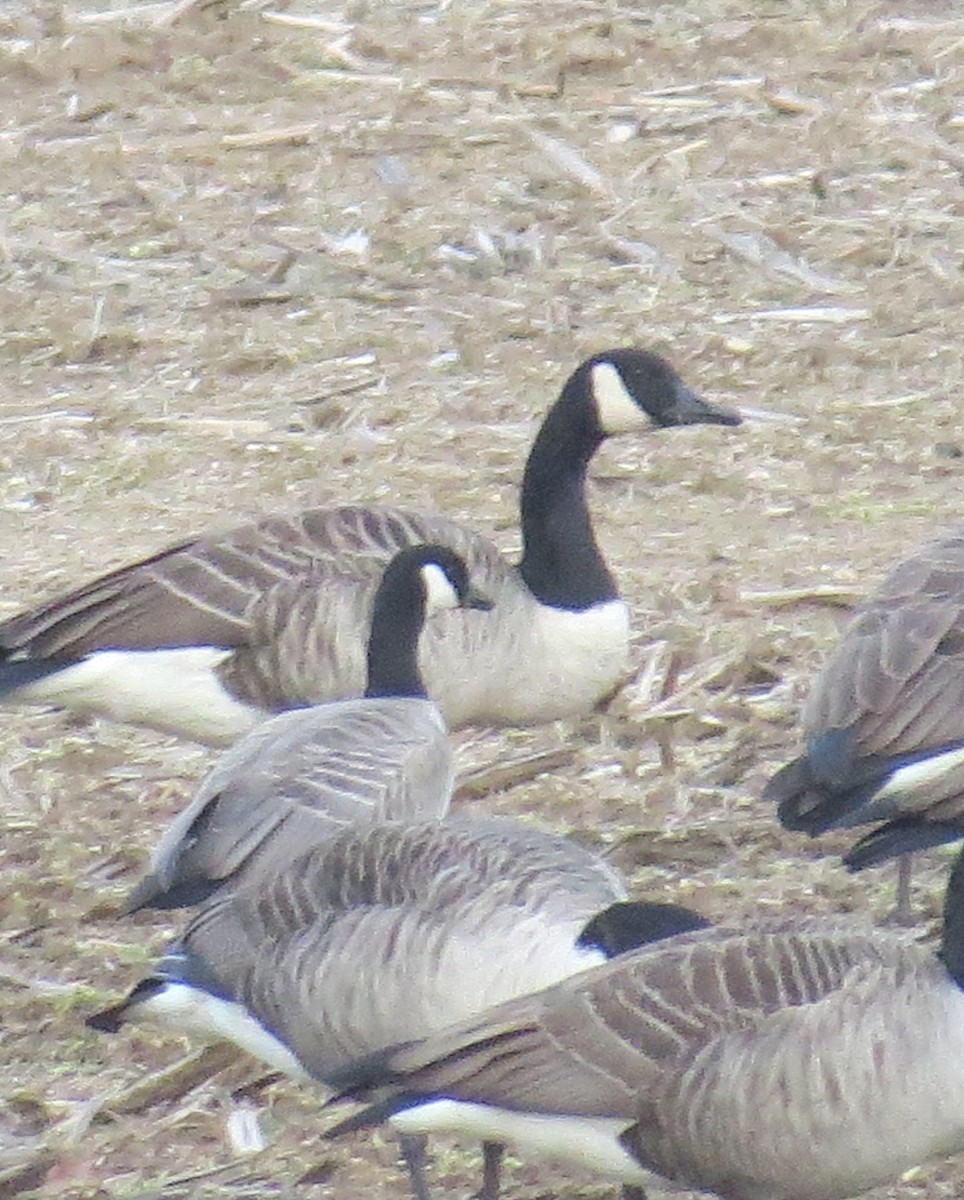 Cackling Goose - ML135296431