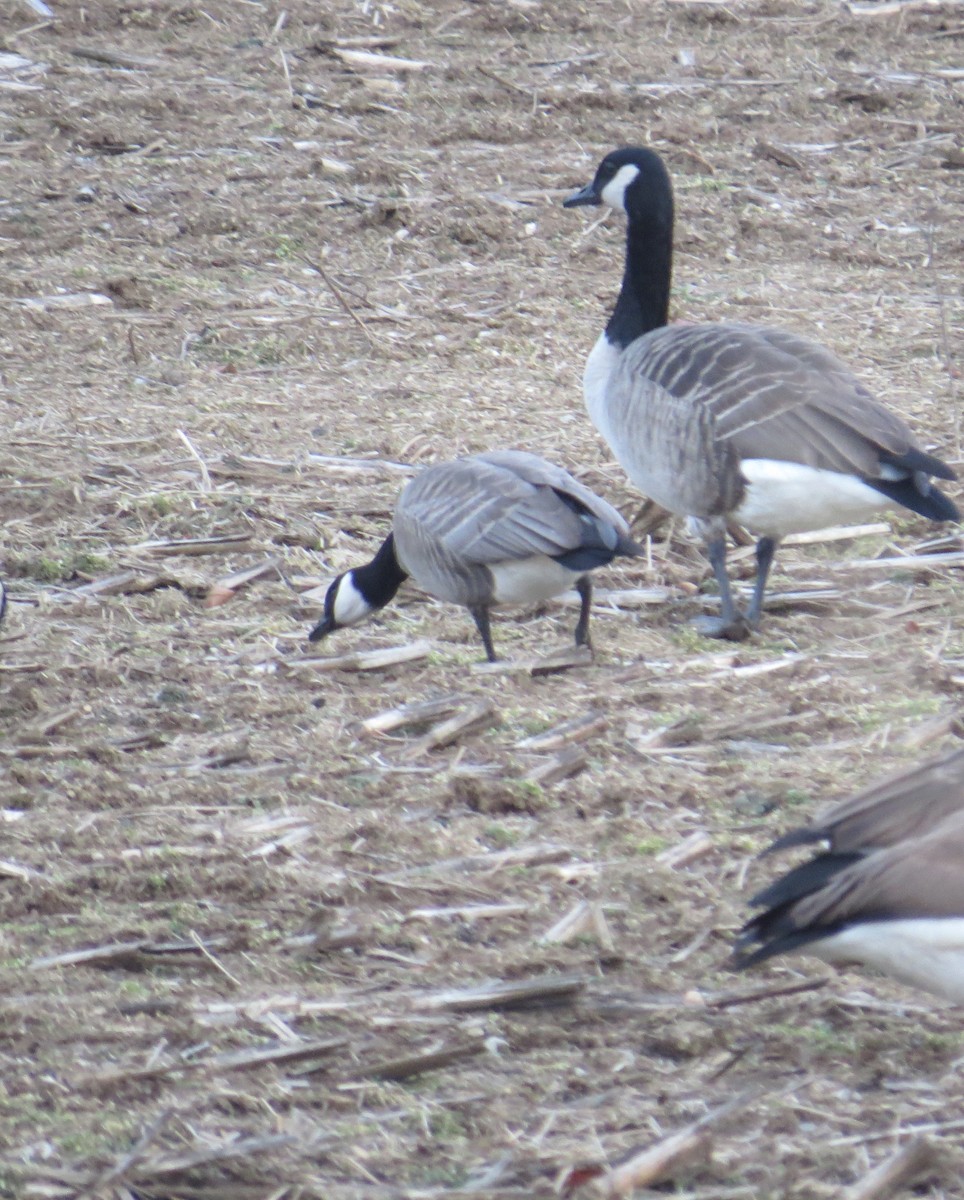 Cackling Goose - ML135296611