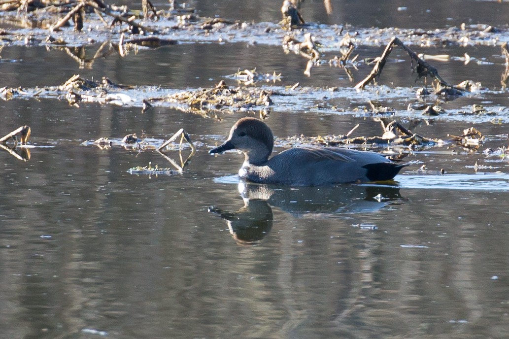 Gadwall - ML135297591