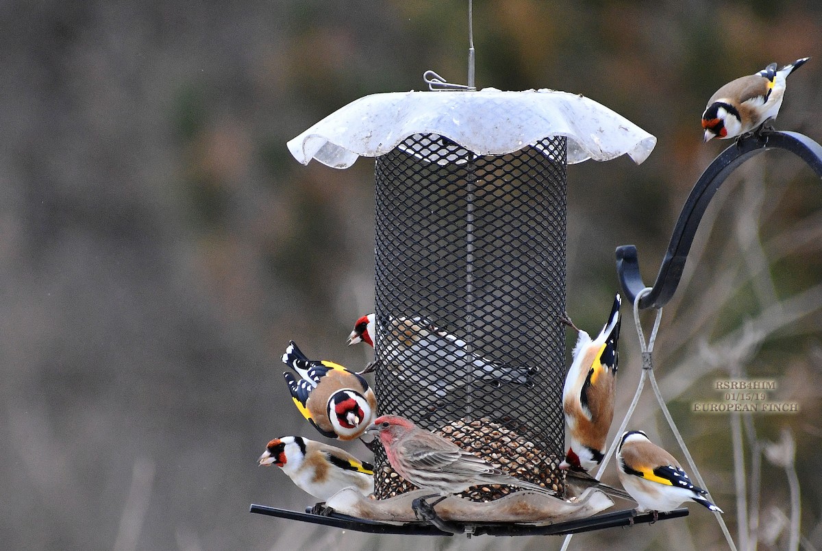 European Goldfinch - ML135298061