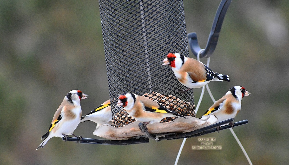 European Goldfinch - ML135298071