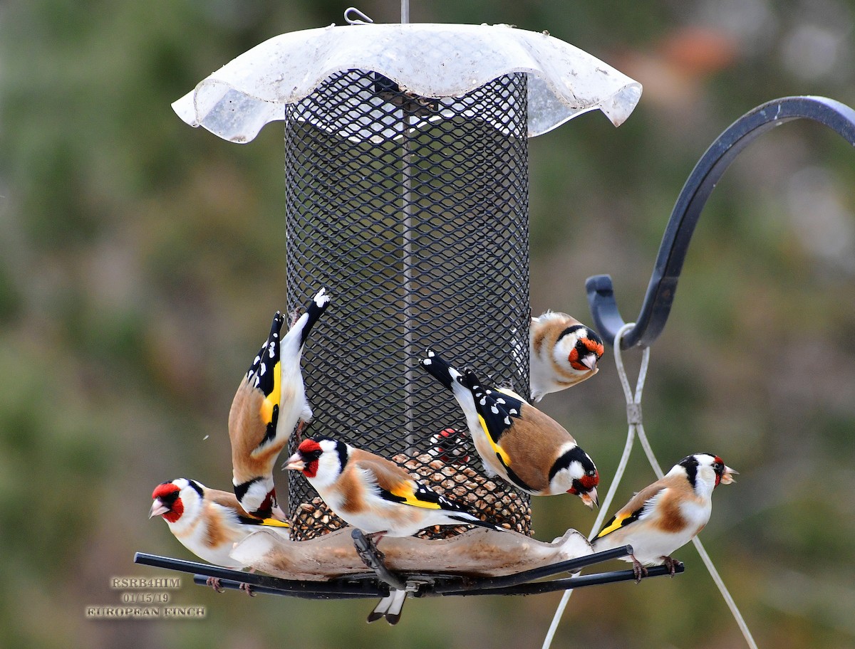 European Goldfinch - ML135298081