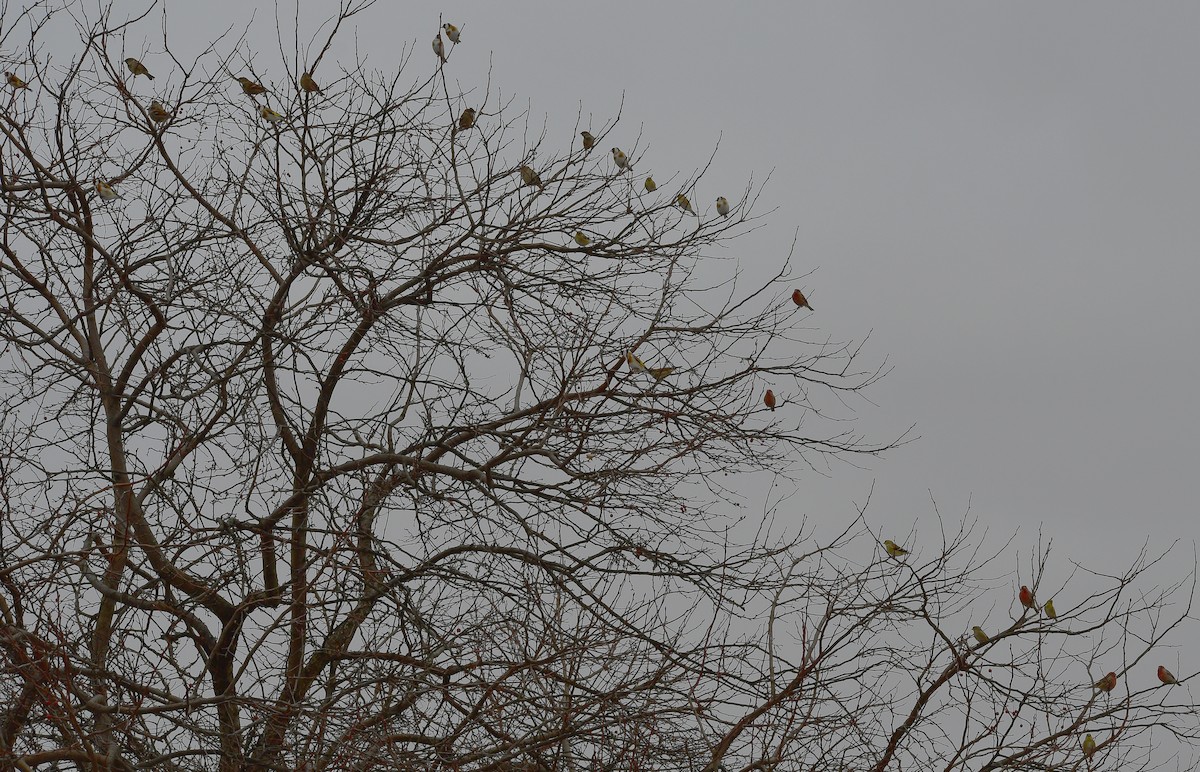 European Goldfinch - ML135298551