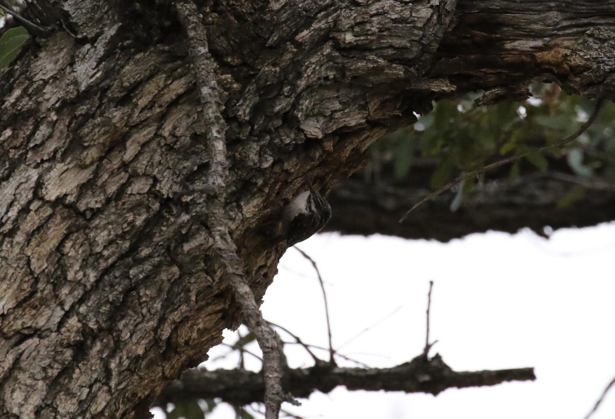 Brown Creeper - ML135299991