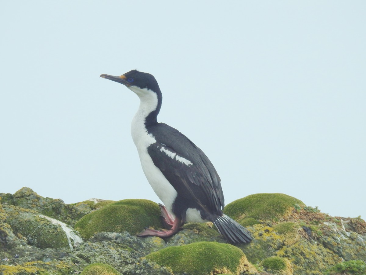 Imperial Cormorant (Macquarie) - Cathryn Dippo
