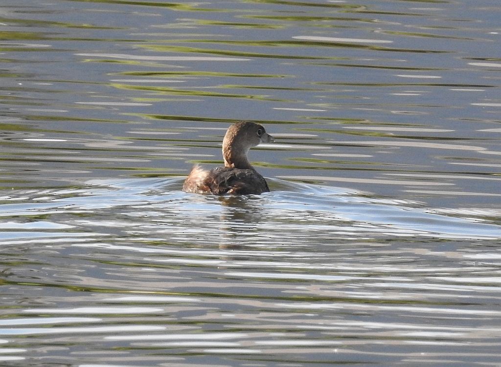 Pied-billed Grebe - ML135300911