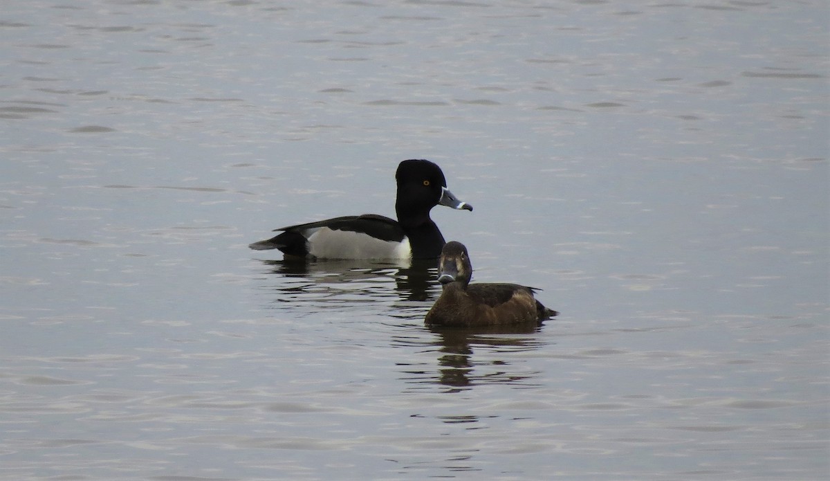 Ring-necked Duck - John Murphy