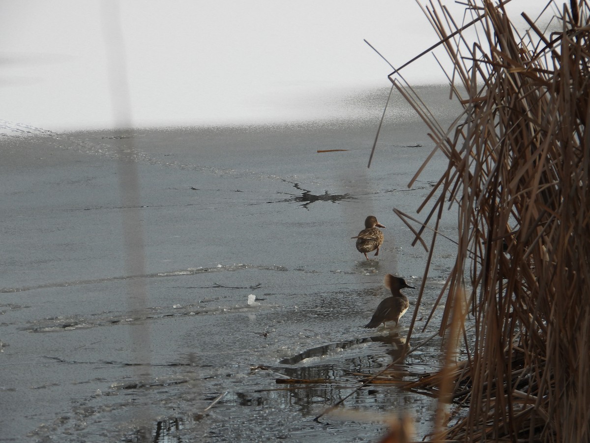 Hooded Merganser - Arthur Wilson