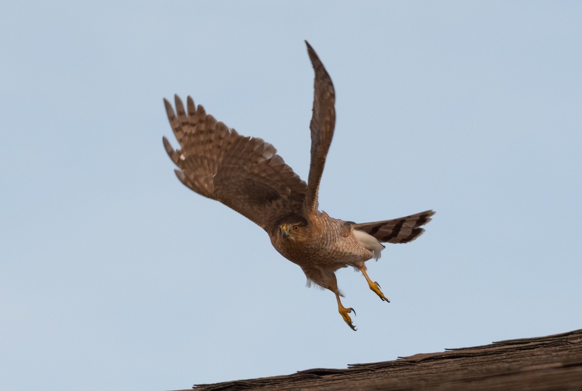 Cooper's Hawk - Andy P