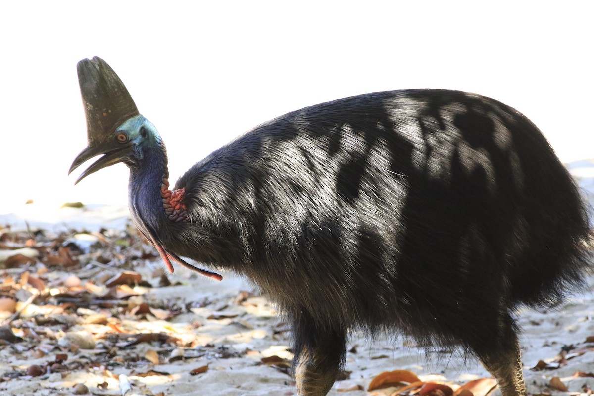 Southern Cassowary - ML135304721