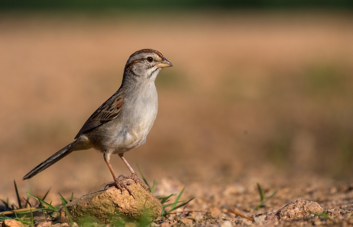 Rufous-winged Sparrow - Eric Heisey